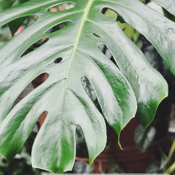 Hello Everyone! I’m Holley! Welcome to my Closet! - Picture 1 of 1